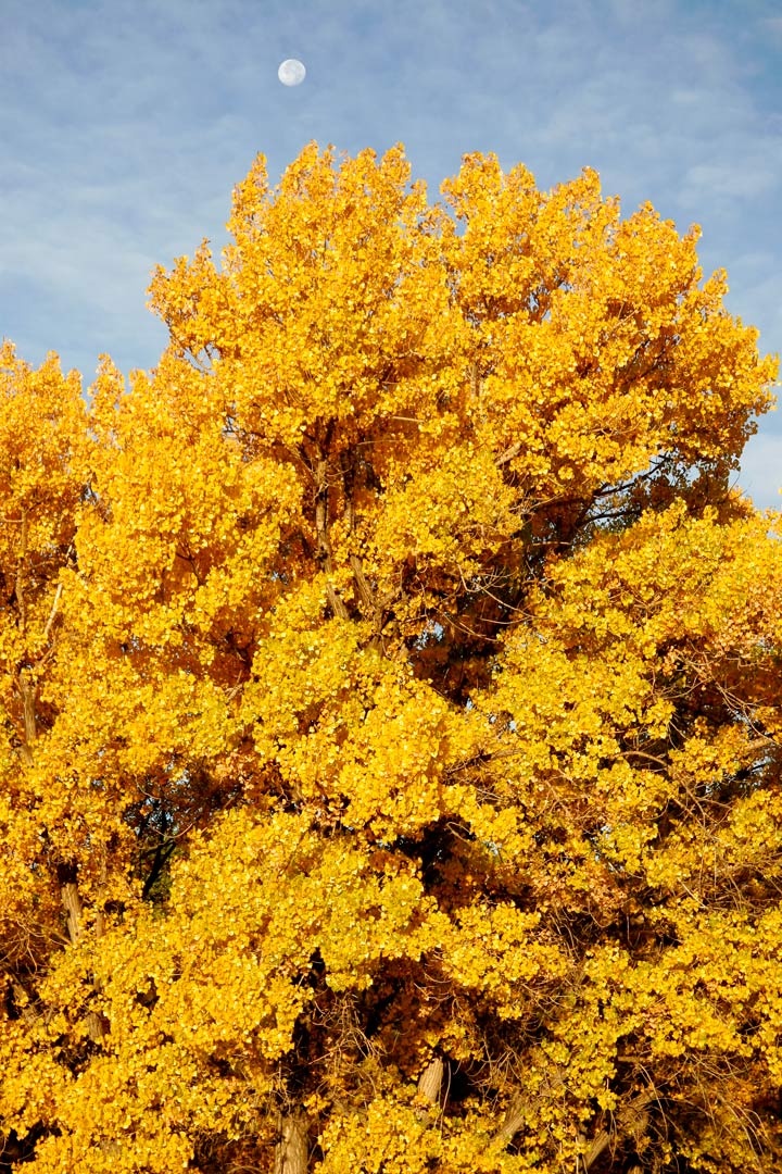 COTTONWOOD TREES IN FULL FALL COLOR.
